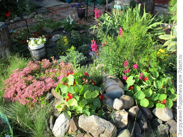 Настурция среди камней.