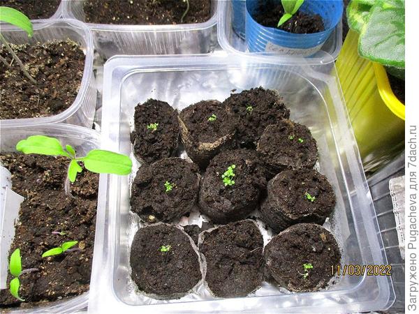 А это Ривьера бело сиреневая из мультидраже.