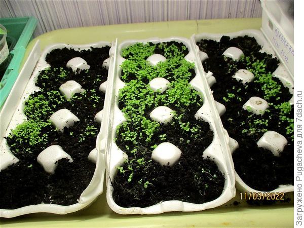 Красная ампельная,синяя и белая плетистая.