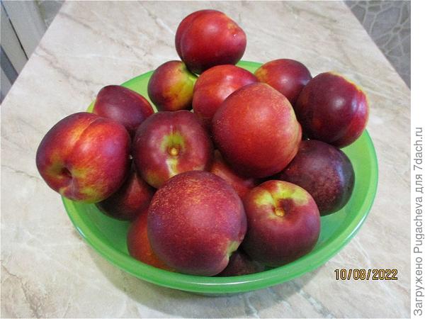 Нектарины Харблейз