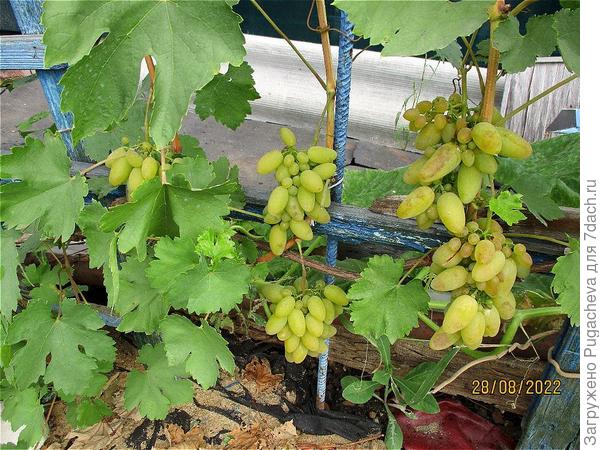 Плевен устойчивый.