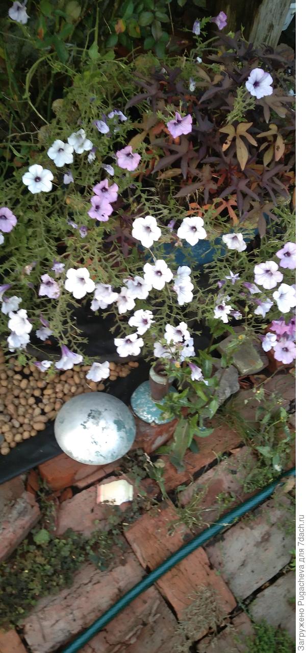 Цвели все лето и теперь осень