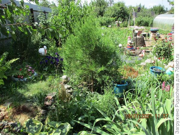 ...насажено всё подряд.