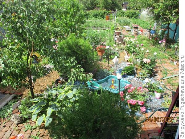 Спереди абрикос,сзади нектарин.