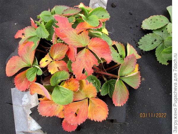 Клубника оделась в осенние краски.