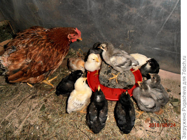 Под строгим наблюдением