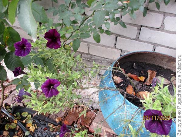 Доцветают последние