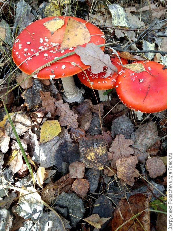 Яркая троица.