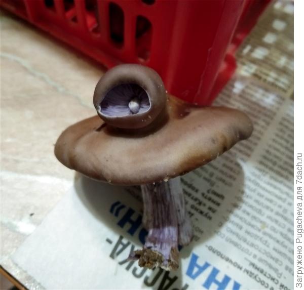 Синеножка с детёнышем.