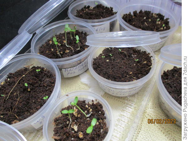 ...рассада разных сортов.