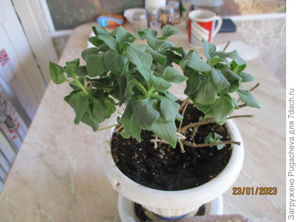 ...маточник Бардеос