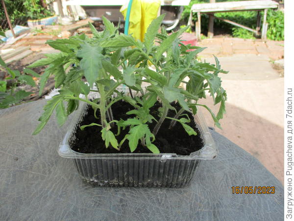 ...вымучаные гномы