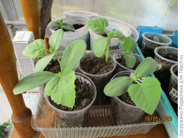 Моя рассада на 16 мая.