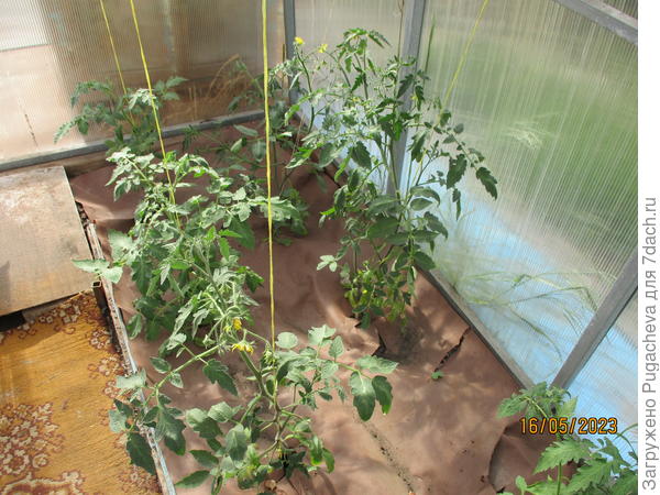 Это в теплице...