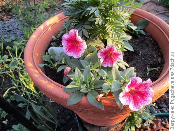 ...начало цветения.