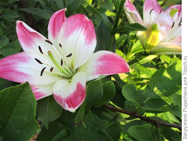 Первые лилии