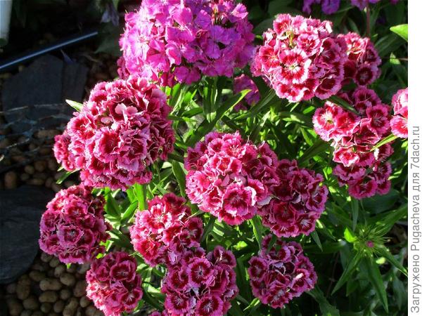 Очень люблю турецкую гвоздику.