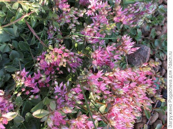 ...начал цвести.