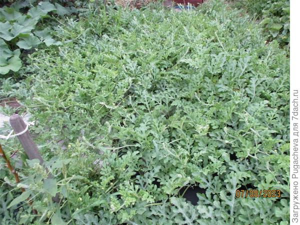 ...сплошная ботва.