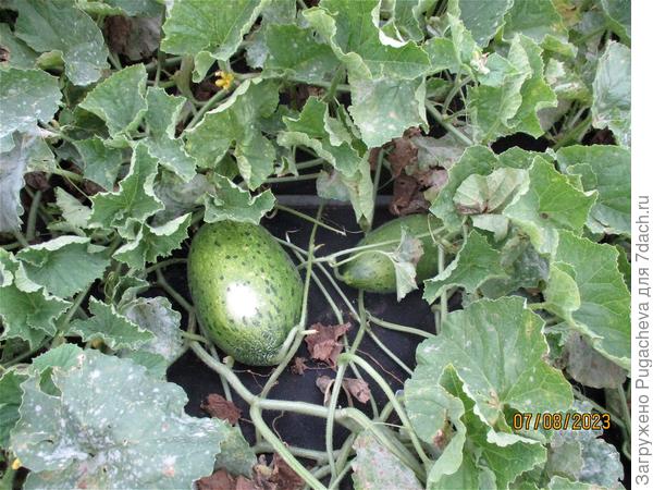 надеюсь что успеют вызреть,хотя погода прохладная и дождливая.