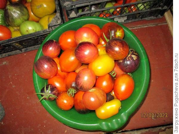 А эти уже готовы для консервации.