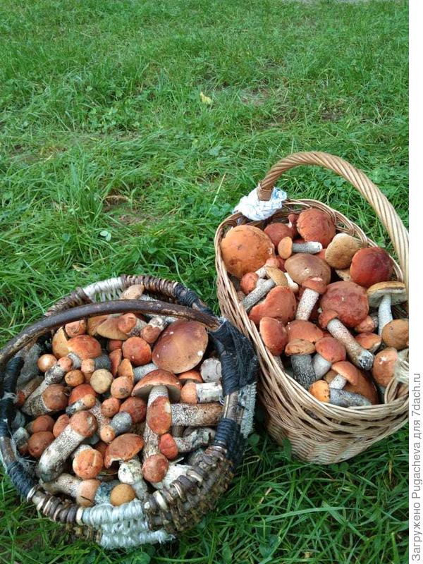 ...подосиновики и немного белых