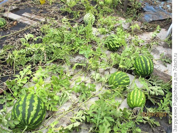 ...пока такие.