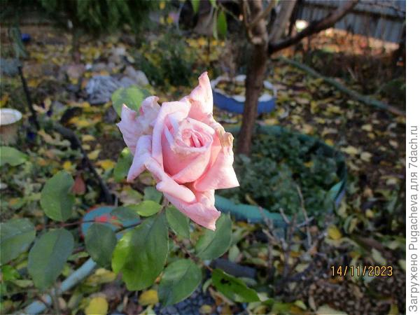 Тоже розочка.