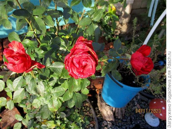 уставшие розочки.