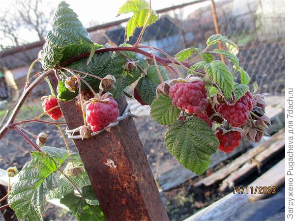 ...кисточка красной малины.