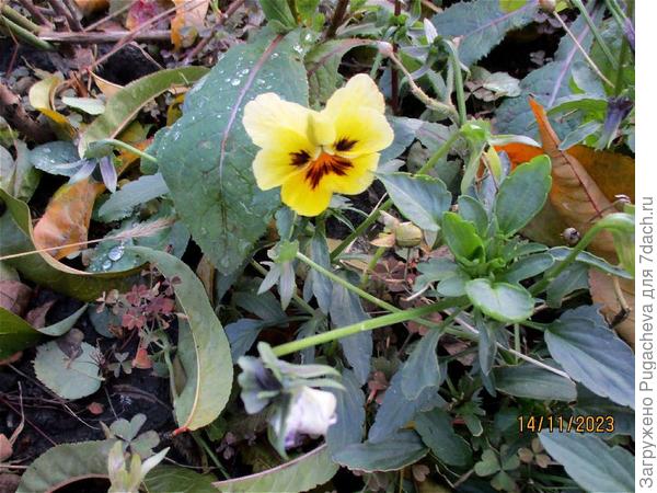 Вот и анютки спрятались.