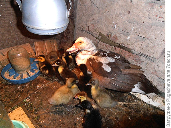 Индоутка мама с утятами