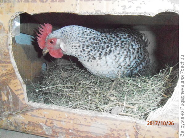 ...не мешать!