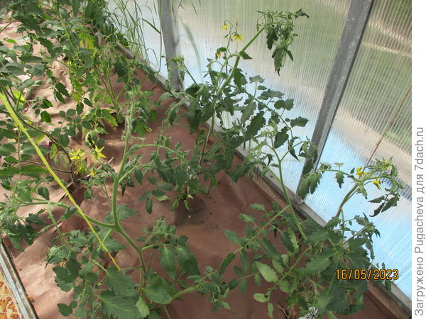 ...помидоры подрастают.