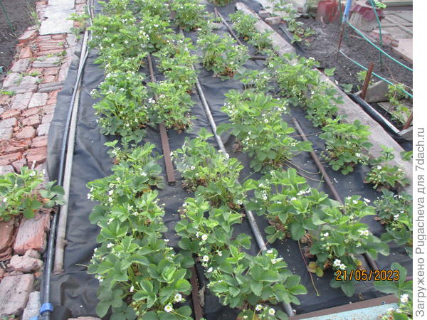 Клубника в открытом грунте.