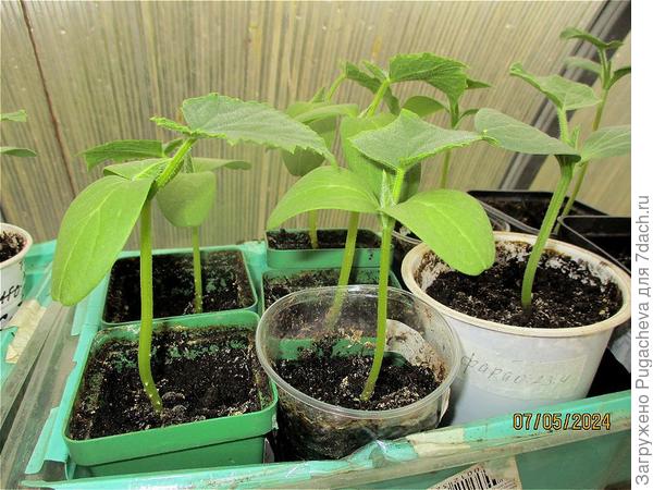 вот такие дыни,арбузы и огурцы