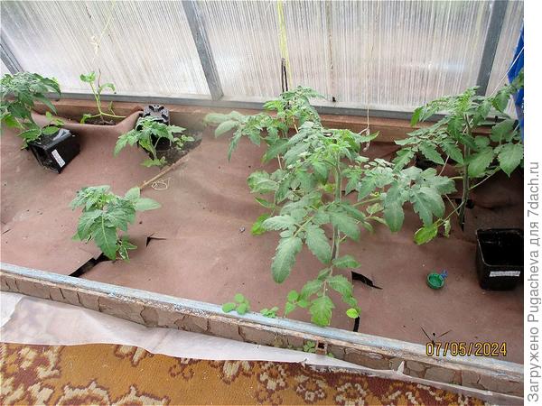 ...томаты разные от гномов до великанов