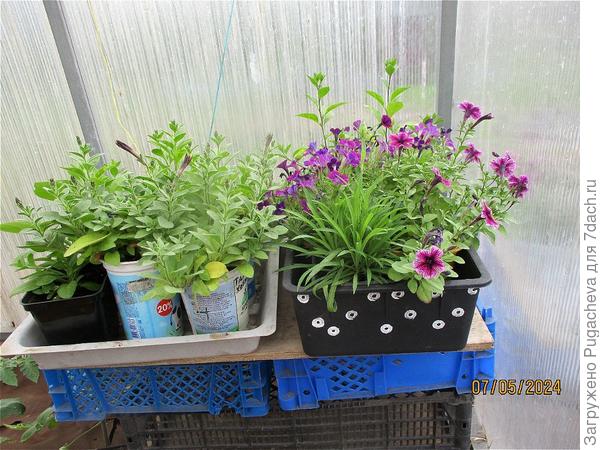 петунии просятся на улицу.