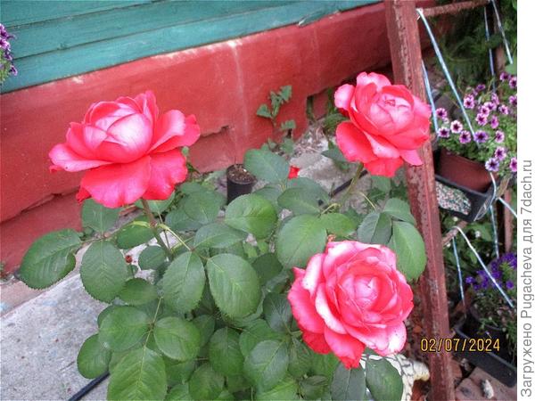 Розочки любимки