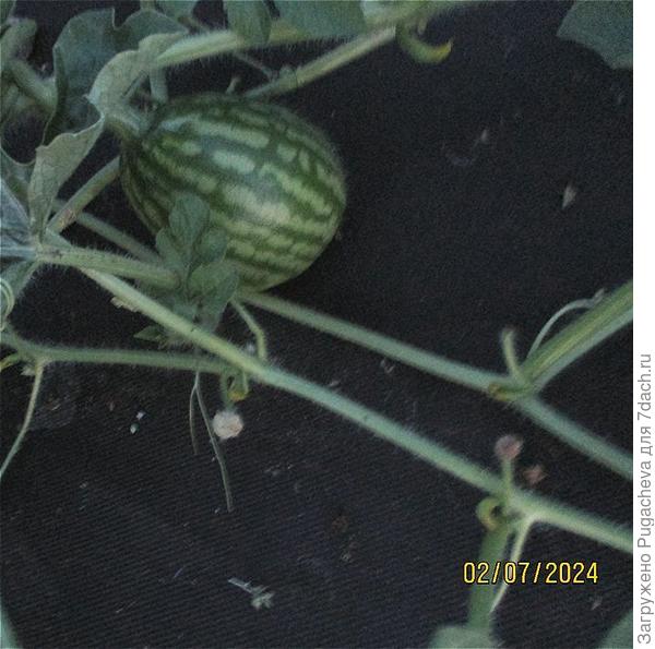 ...арбузики.