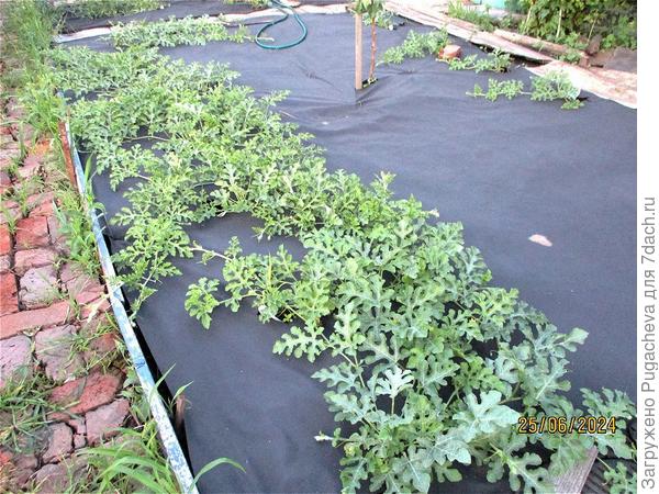 ...наши арбузики быстро плетутся.