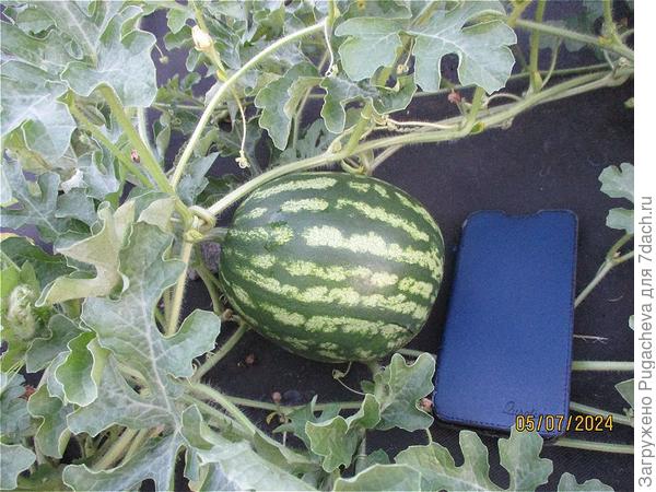 Сорт Самый первый из прошлогодних своих семян