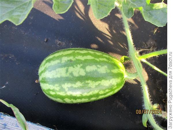 ...это Фарао.