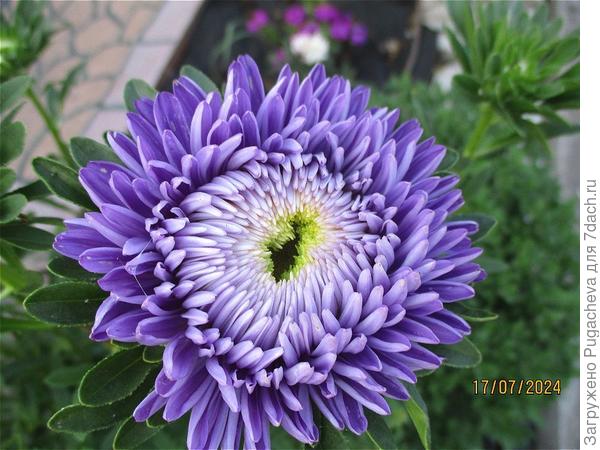 ...цветите как наши цветы