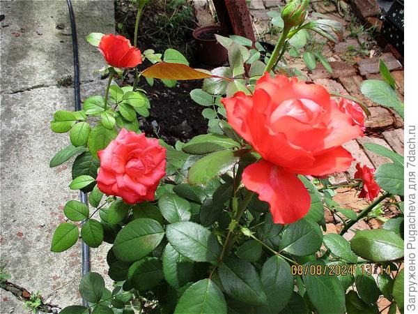 Августа Луиза.