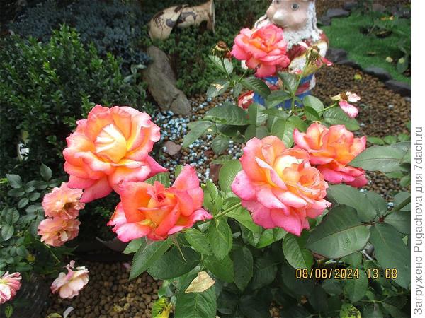 Глория Дей.