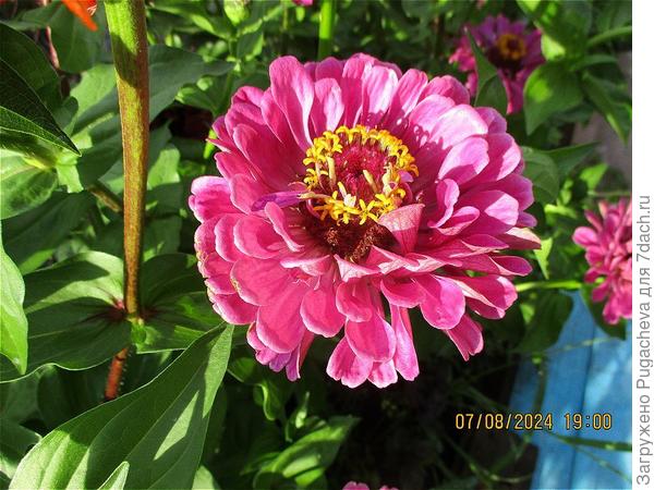 ...просто цинии.