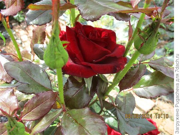 Блек Баккара.