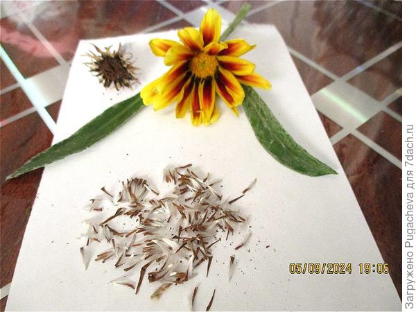 Семена гацании.