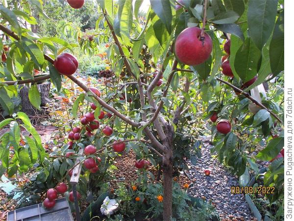 Первый урожай.